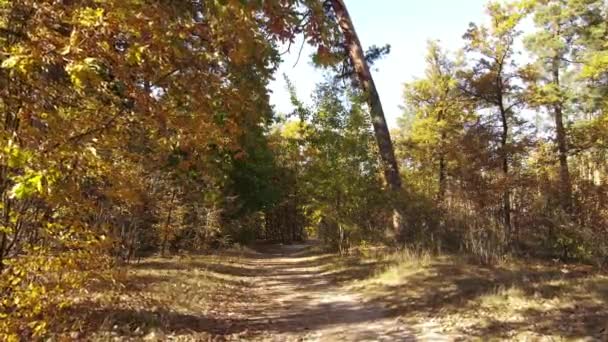Las piękny krajobraz w jesienny dzień — Wideo stockowe