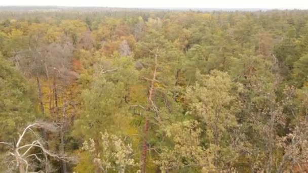Δάσος όμορφο τοπίο σε μια μέρα του φθινοπώρου — Αρχείο Βίντεο