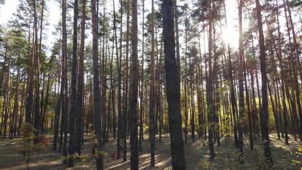 Лісовий красивий пейзаж в осінній день — стокове відео