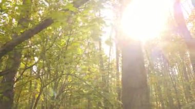 Orman güzel bir sonbahar gününde