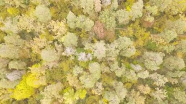 Orman güzel bir sonbahar gününde