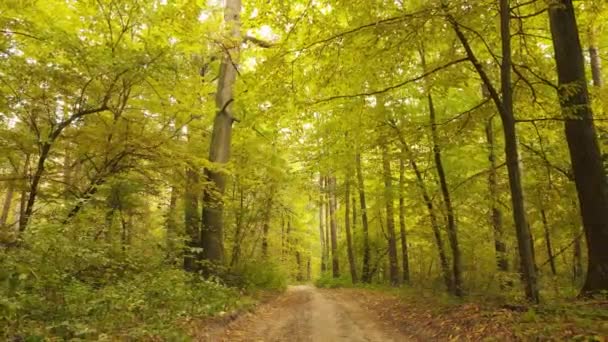 Foresta bellissimo paesaggio in una giornata d'autunno — Video Stock