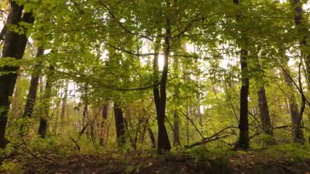 Erdő gyönyörű táj egy őszi napon — Stock videók