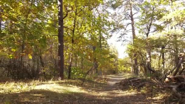 Bosque hermoso paisaje en un día de otoño — Vídeo de stock