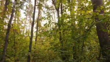 Orman güzel bir sonbahar gününde