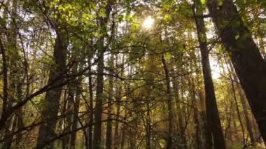 Orman güzel bir sonbahar gününde