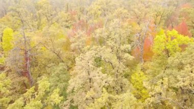 Orman güzel bir sonbahar gününde