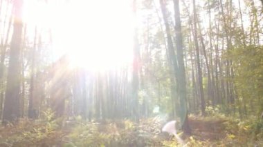 Orman güzel bir sonbahar gününde