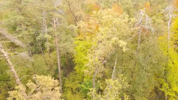 Bosque hermoso paisaje en un día de otoño — Vídeos de Stock