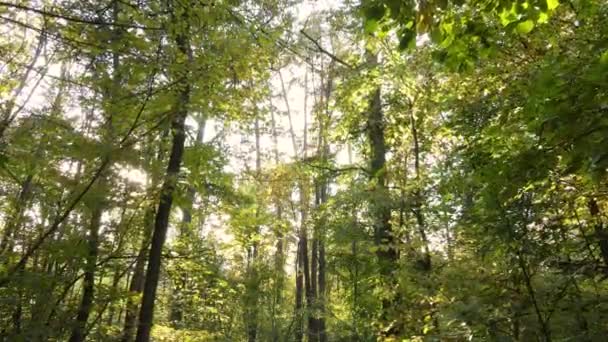 Foresta bellissimo paesaggio in una giornata d'autunno — Video Stock
