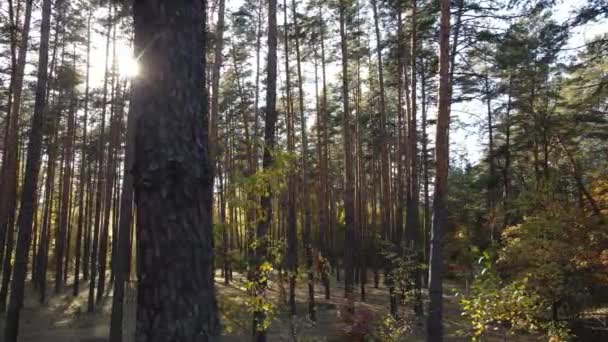 ภูมิทัศน์ที่สวยงามในป่าในวันฤดูใบไม้ร่วง — วีดีโอสต็อก