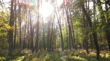 Orman güzel bir sonbahar gününde