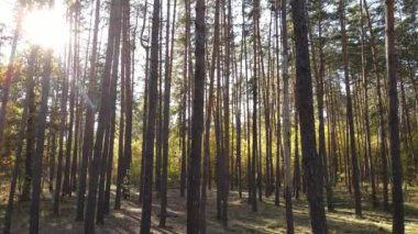 Orman güzel bir sonbahar gününde