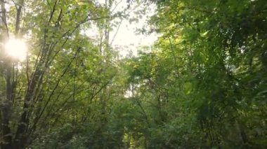 Orman güzel bir sonbahar gününde