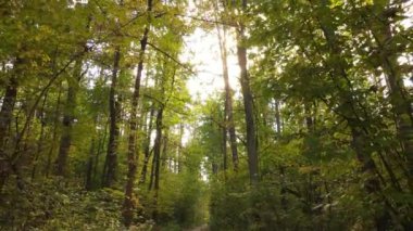 Orman güzel bir sonbahar gününde