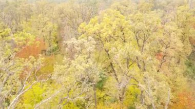 Bir sonbahar gününde ormandaki ağaçlar