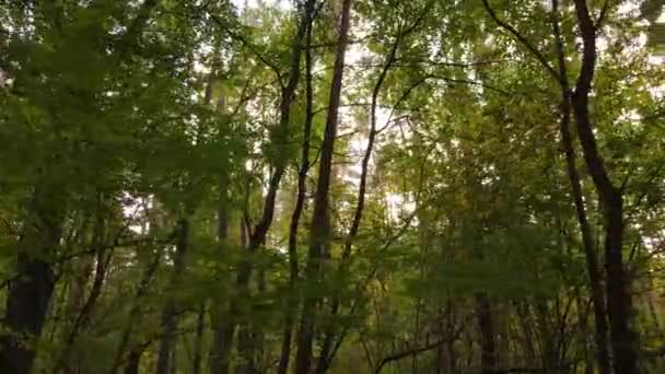 Floresta bela paisagem em um dia de outono — Vídeo de Stock