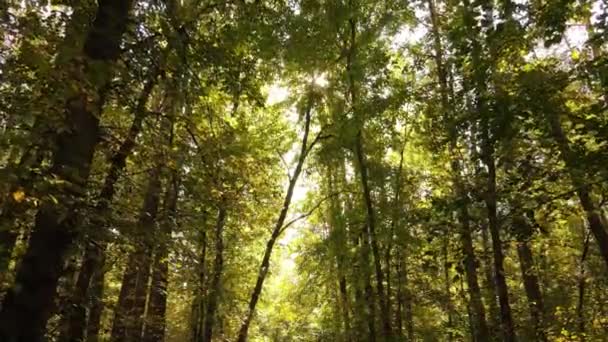 Bos prachtig landschap in een herfstdag — Stockvideo