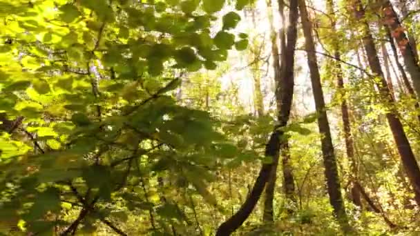 Trees in the forest on an autumn day — Stock Video