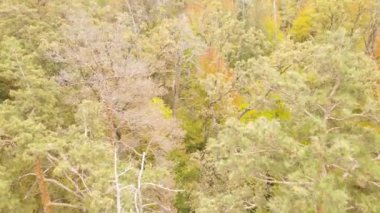 Bir sonbahar gününde ormandaki ağaçlar