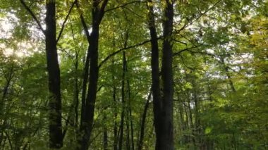 Bir sonbahar gününde ormandaki ağaçlar