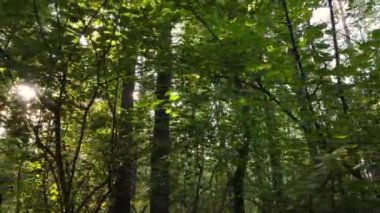 Bir sonbahar gününde ormandaki ağaçlar