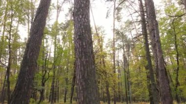 Bir sonbahar gününde ormandaki ağaçlar