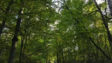 Bir sonbahar gününde ormandaki ağaçlar