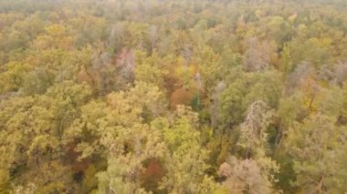 Bir sonbahar gününde ormandaki ağaçlar