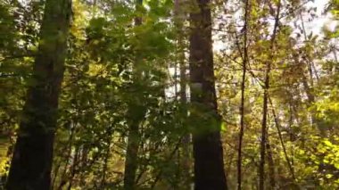 Bir sonbahar gününde ormandaki ağaçlar