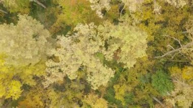 Bir sonbahar gününde ormandaki ağaçlar