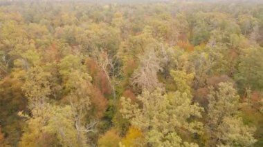 Bir sonbahar gününde ormandaki ağaçlar
