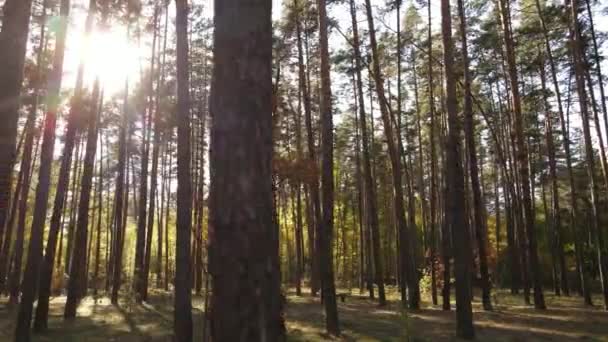 Bomen in het bos op een herfstdag — Stockvideo