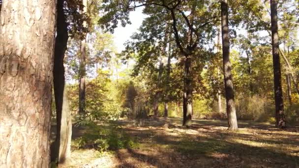 Bäume im Wald an einem Herbsttag — Stockvideo