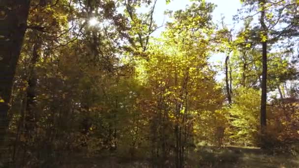 Trees in the forest on an autumn day — Stock Video
