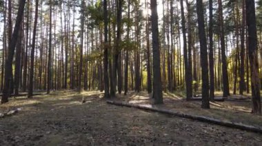 Bir sonbahar gününde ormandaki ağaçlar