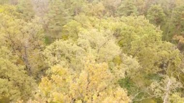 Bir sonbahar gününde ormandaki ağaçlar