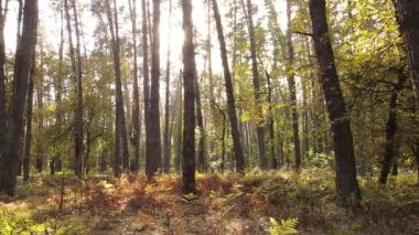 Bir sonbahar gününde ormandaki ağaçlar