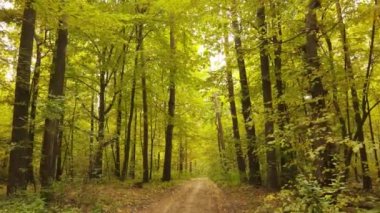 Bir sonbahar gününde ormandaki ağaçlar