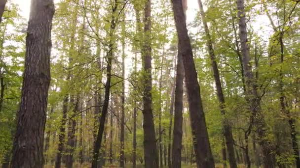 Alberi nella foresta in una giornata autunnale — Video Stock