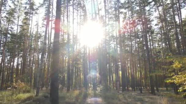 秋の日に森の木々 — ストック動画