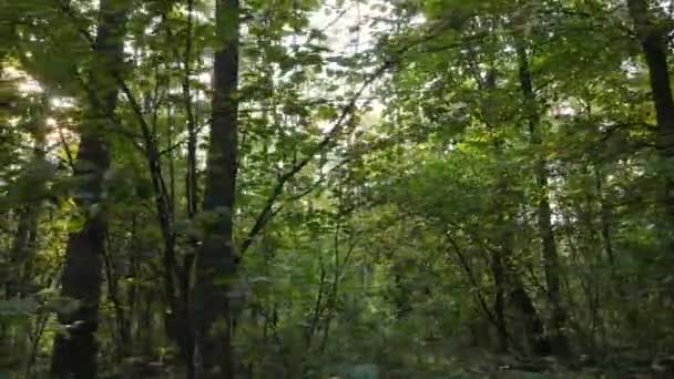 Árvores na floresta em um dia de outono — Vídeo de Stock