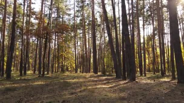 Bäume im Wald an einem Herbsttag — Stockvideo