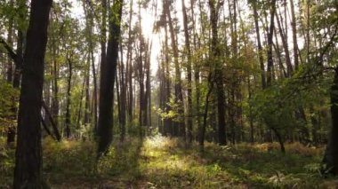 Bir sonbahar gününde ormandaki ağaçlar