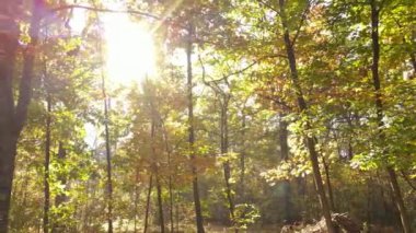 Bir sonbahar gününde ormandaki ağaçlar