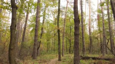 Bir sonbahar gününde ormandaki ağaçlar