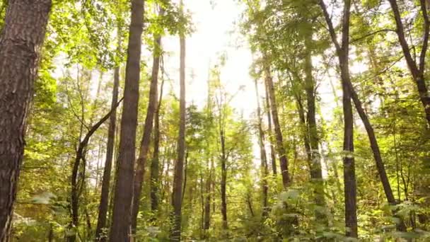 Árboles en el bosque en un día de otoño — Vídeo de stock