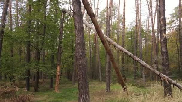 Bir sonbahar gününde ormandaki ağaçlar — Stok video