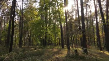 Bir sonbahar gününde ormandaki ağaçlar