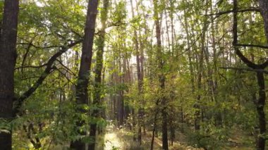 Bir sonbahar gününde ormandaki ağaçlar